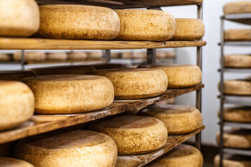 Aging process of wheels of cheese arranged on the wooden shelves in maturing storehouse of cheese dairy. Cheese making and storage.