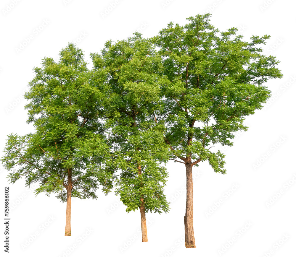 Poster tree group png transparent background