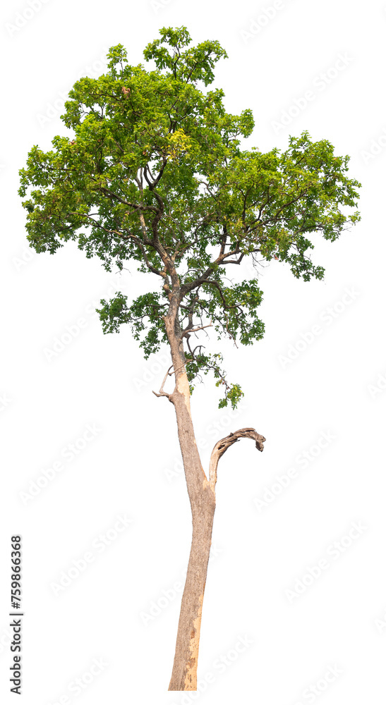 Poster tree image dicut and removed original background, png transparent