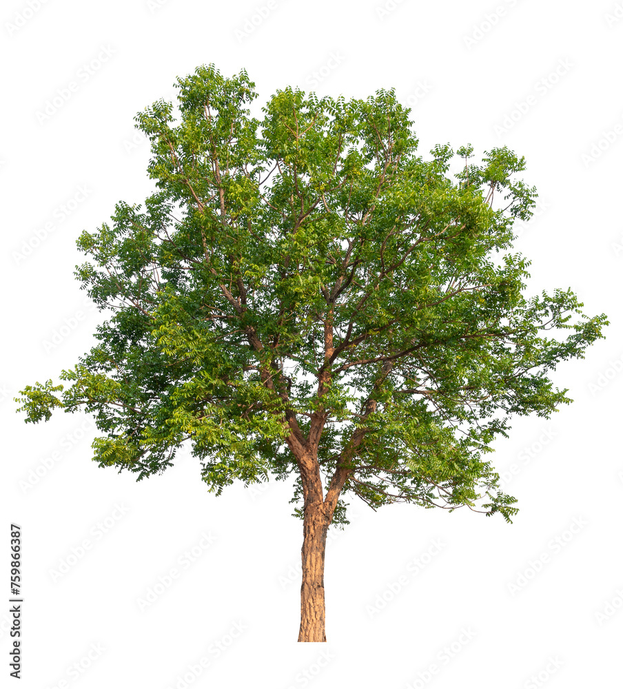 Poster tree image dicut and removed original background, png transparent