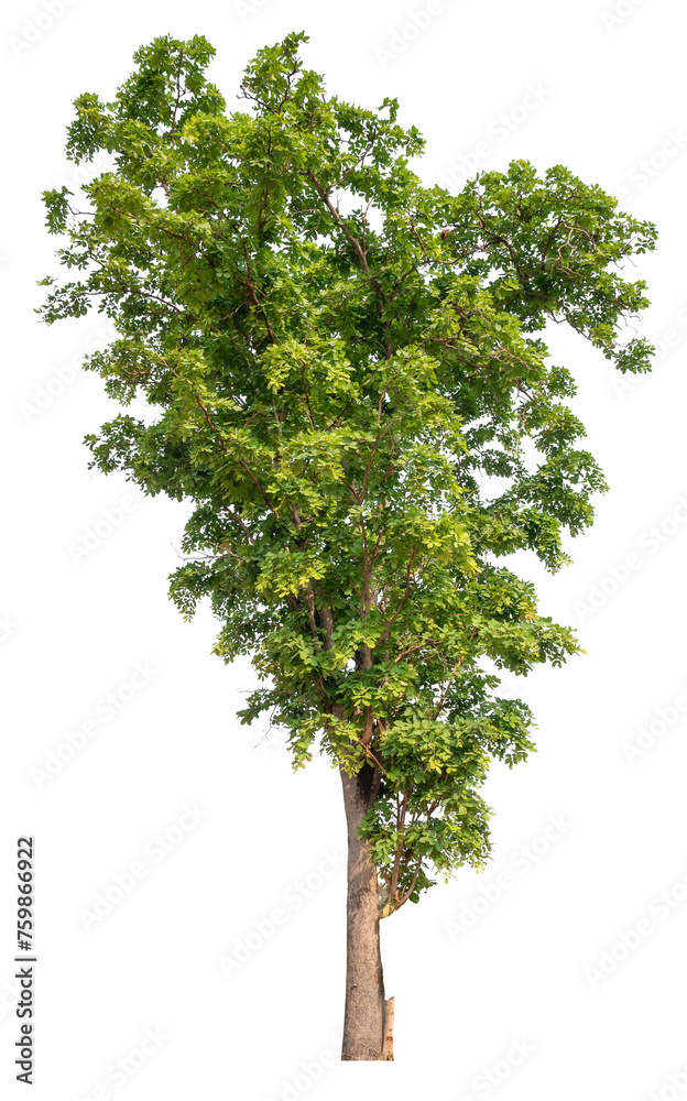 Poster tree image dicut and removed original background, png transparent