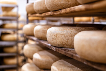 Aging process of wheels of cheese arranged on the wooden shelves in maturing storehouse of cheese dairy. Cheese making and storage.