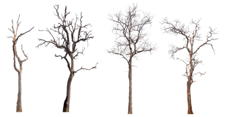 death tree PNG transparent background 