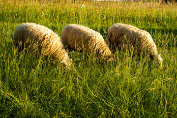 Weidende Schafe im Abendlicht