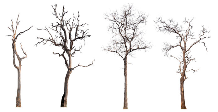death tree PNG transparent background 