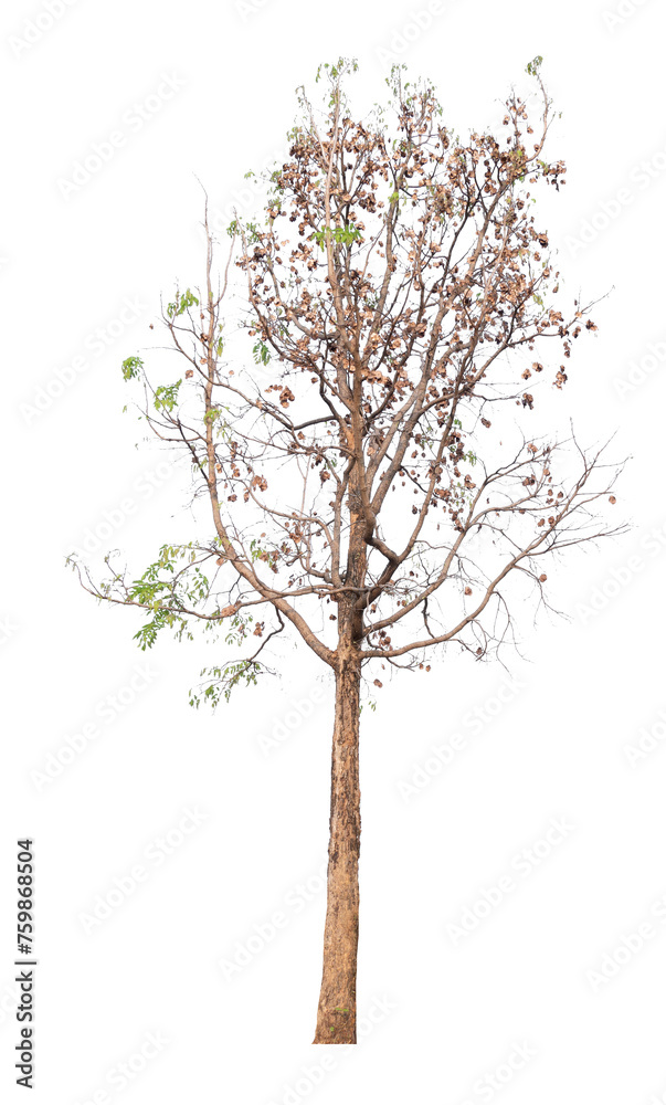 Poster tree image dicut and removed original background, png transparent