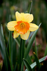 Fototapeta premium Close-up photo of the beautiful big yellow daffodil in full bloom against a blurred background in Emirgan Park in Istanbul, Turkey