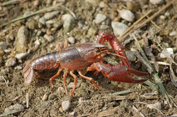 A red lobster sits on the sandy beach, its vibrant shell contrasting against the golden grains,...