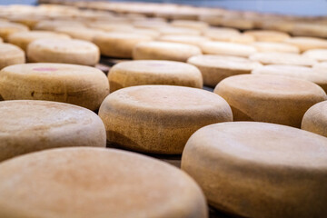 Aging process of wheels of cheese arranged on the wooden shelves in maturing storehouse of cheese dairy. Cheese making and storage.