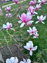 pink and white flowers