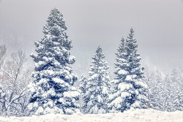 Snowy landscape in Colorado Springs
