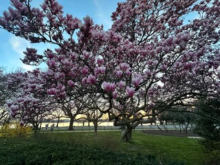 Fototapeta premium tree in bloom
