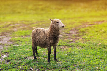 funny dirty lamb grazing on a green meadow on a summer day on a farm - 759871324