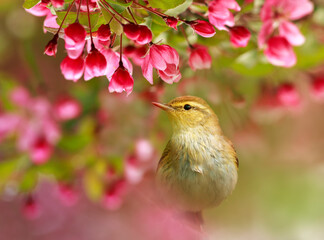 cute little bird sits among the pink flowers of the apple tree in the spring sunny garden