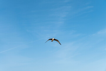 Seagull on blue background. European herring gull, Larus argentatus. Seagull flying in front of blue clouds.