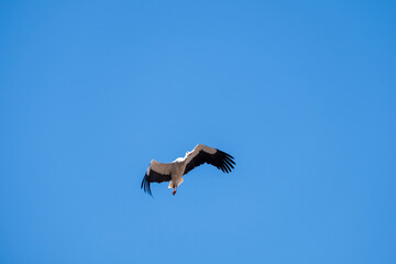 Close-up of the majestic flight of a stork with cloudless blue sky background.Stork (Ciconia ciconia) flying in the blue sky. A stork during migration. Horizontal photo. Copy space.