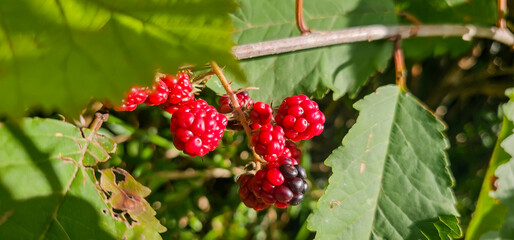 Natural fresh blackberries in the garden. Bouquet of ripe and unripe blackberry fruits - Rubus fruticosus - on a branch with green leaves at the farm. Organic farming, healthy food.