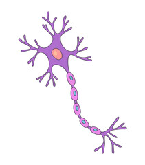 Vector Illustration of neuron. Doodle style