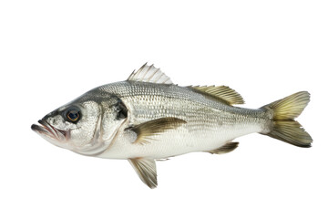 Obraz premium One fresh sea bass isolated on transparent background.