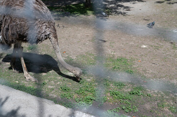 Ostrich in the zoo. View through the lattice of the cage	