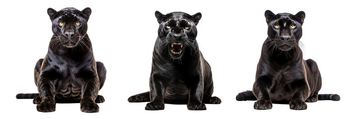 Collection of black panthers isolated on transparent or white background