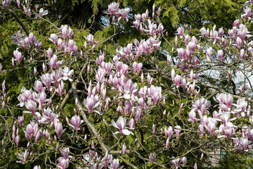 Maginificent spring Magnolia