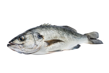 Fototapeta premium One fresh sea bass isolated on transparent background.