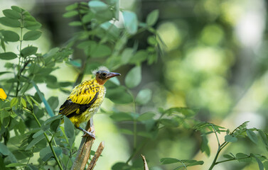 Black-headed Oriole chick cub baby trying to fly for the first time