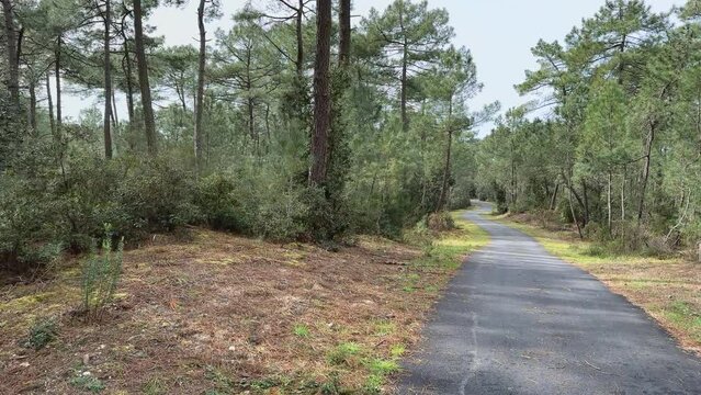 Piste cyclable bitum&eacute;e avec virages dans for&ecirc;t de pins - V&eacute;lodyss&eacute;e