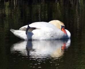 Obraz premium Resting swan on a pond in Rostock Schmarl (Germany)