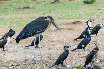 Marabou stork (Leptoptilos crumeniferus)