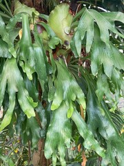 Stag horn fern on a tree