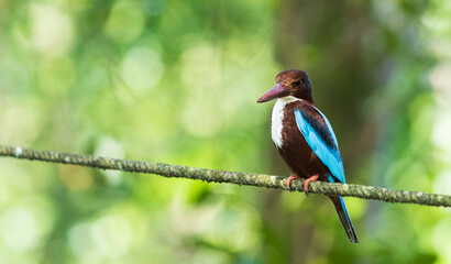 King fisher grown bird waiting on a rope for a pray to appear