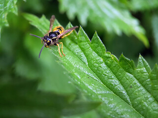 macro wasp bee on flower leaf 