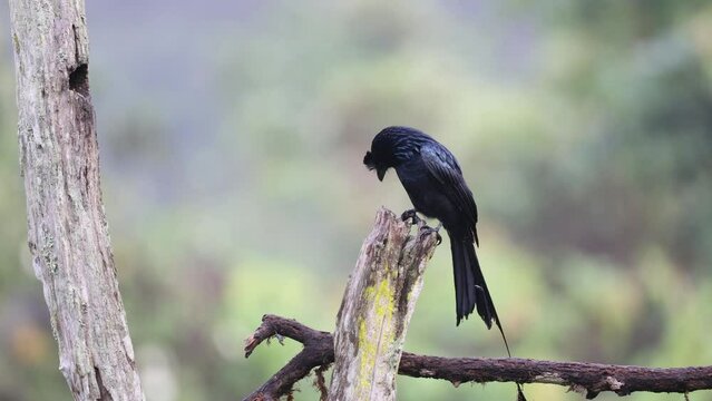 Beautiful Video Footage of Racket Tailed Drongo sitting on the trunk of a tree. Nature loving and bird loving people would definitely love this video

