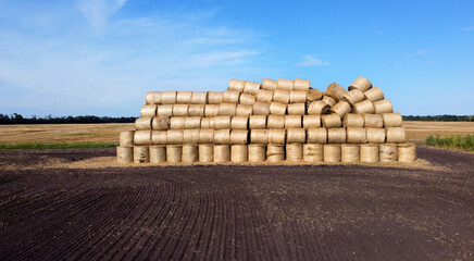 Many bales of rolls of dry straw after wheat harvest on field. Bales in form of rolls of yellow...