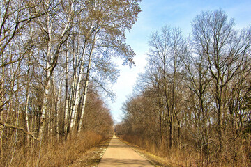 Early Spring landscape of the Great Sauk Trail passing Birch Trees in a forest on a sunny day near Prairie du Sac, Wisconsin. - obrazy, fototapety, plakaty