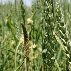 ears of wheat
