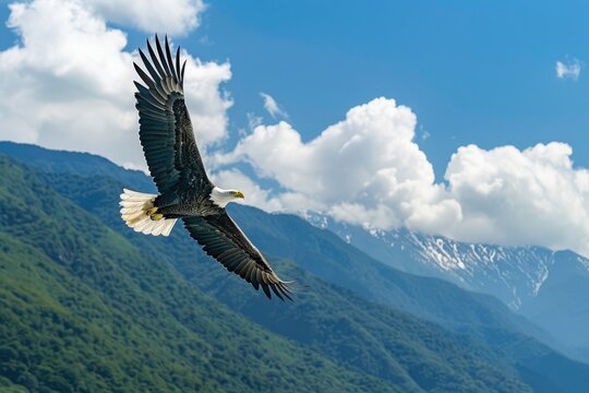 Bald Eagle Soaring Through Blue Sky
