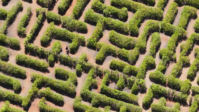 People In Green Park On Sunny Oahu Hawaii Island 4 K Overhead Shot Above Tourists Looking For Way Out Of Green Maze Aerial View Of Families