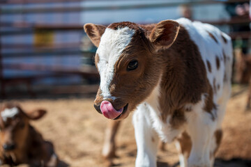 Fototapeta premium Close up view of newborn brown and black calfs lying in the hay by it's siblings on the dairy farm, cows reproduction and calving