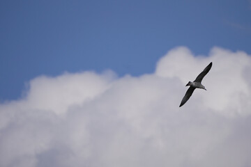 seagull flies against the background of clouds