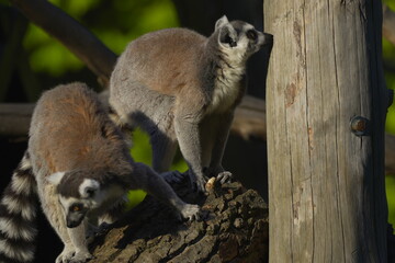 Fototapeta premium two lemurs near a tree