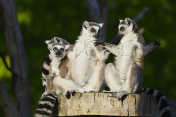 Fototapeta premium lemurs bask in the sun