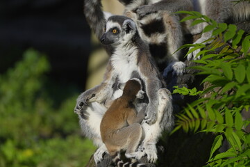Fototapeta premium lemur with baby sitting on a tree