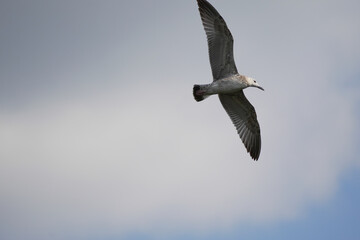 large seagull soars over land