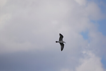 seagull flying in the sky