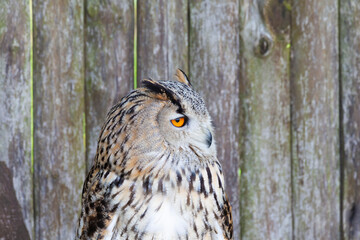 Eurasian owl roosting on a timber in woodland, its vivid orange gaze keen and plumage intricate. - 759897533