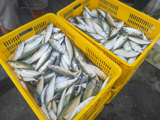 Fresh fish caught by fishermen is stored in plastic baskets to be taken to market.