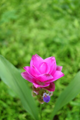 Blooming pink Siam Tulip flowers field in the grass of tropical garden